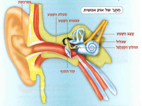 (בספר תרשים, היעזרו במנחה:) חתך של אוזן אנושית